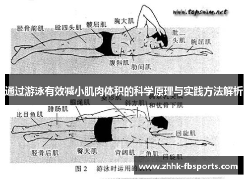 通过游泳有效减小肌肉体积的科学原理与实践方法解析